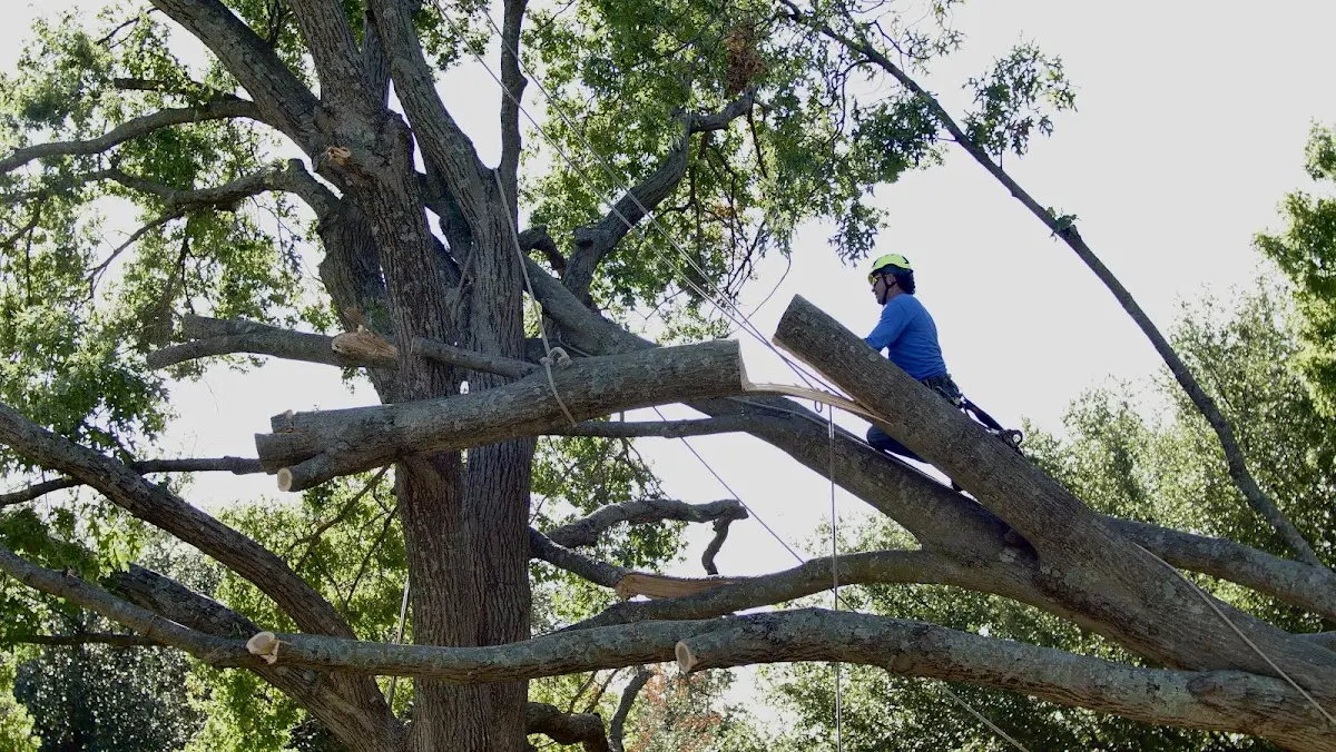 Professional Crown Thinning performed by certified arborists in Swartz
